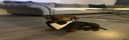 Miniature Dachshund dogs for sale: Ralph - Miniature Dachshund - Advert 5