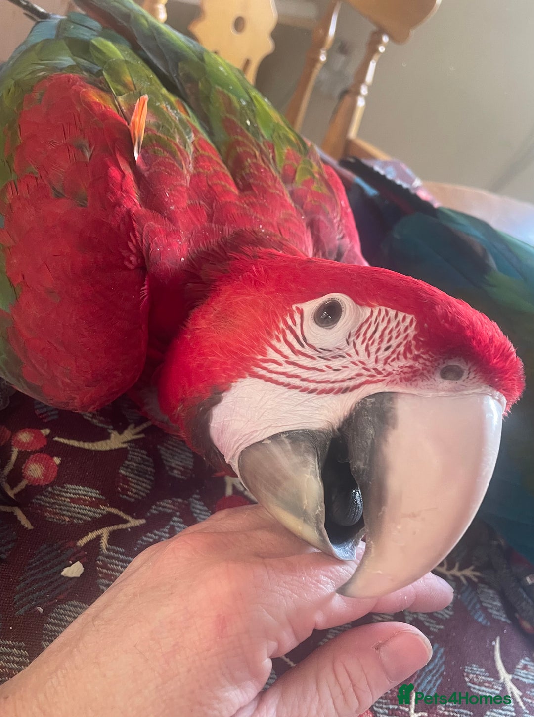 Macaws birds for sale: Baby green winged macaws - Advert 2