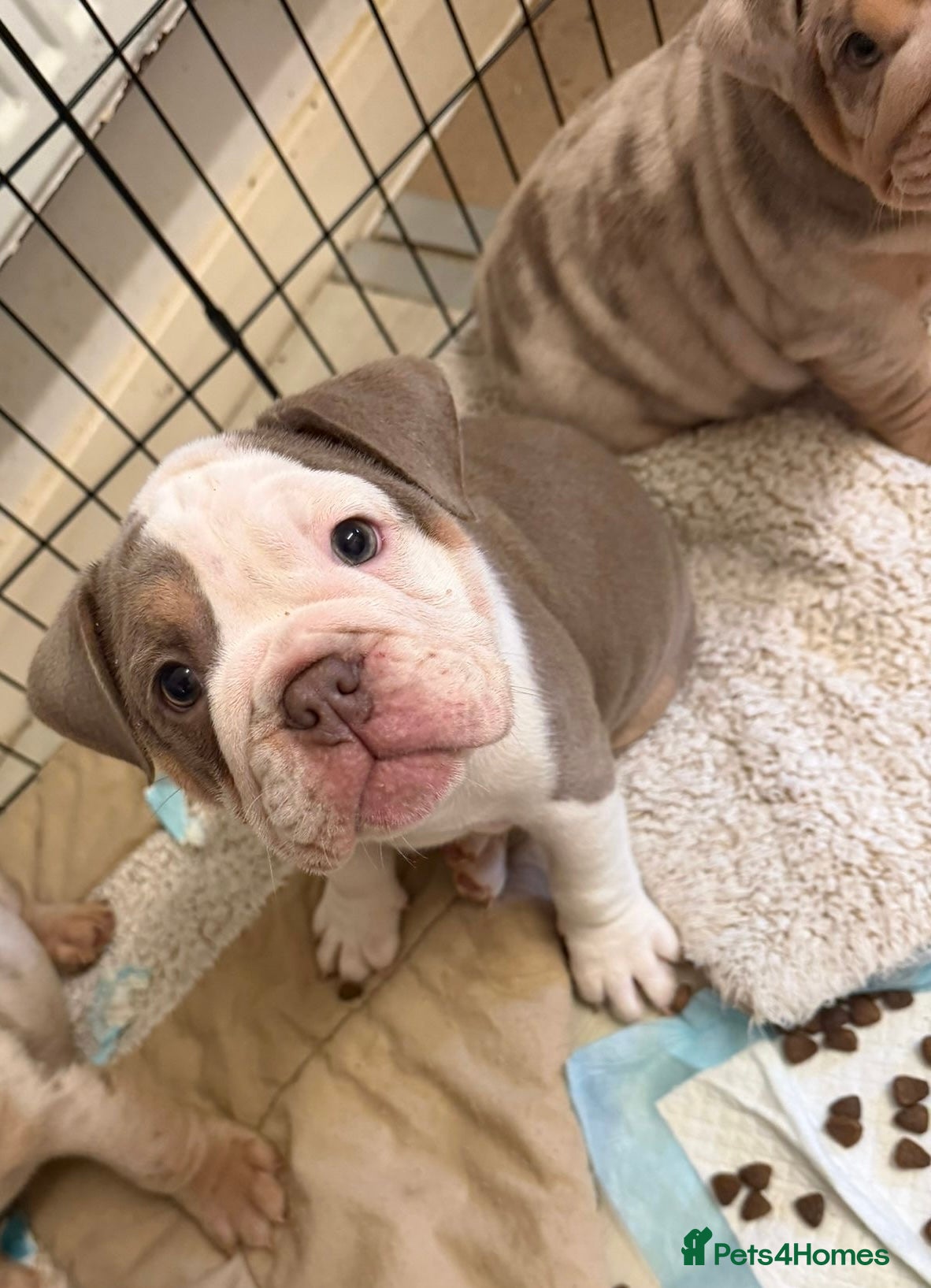 English Bulldog dogs English Bulldog puppies - Advert 2