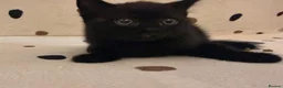 British Shorthair cats for sale: DNA health tested BSH kittens  - Advert 9