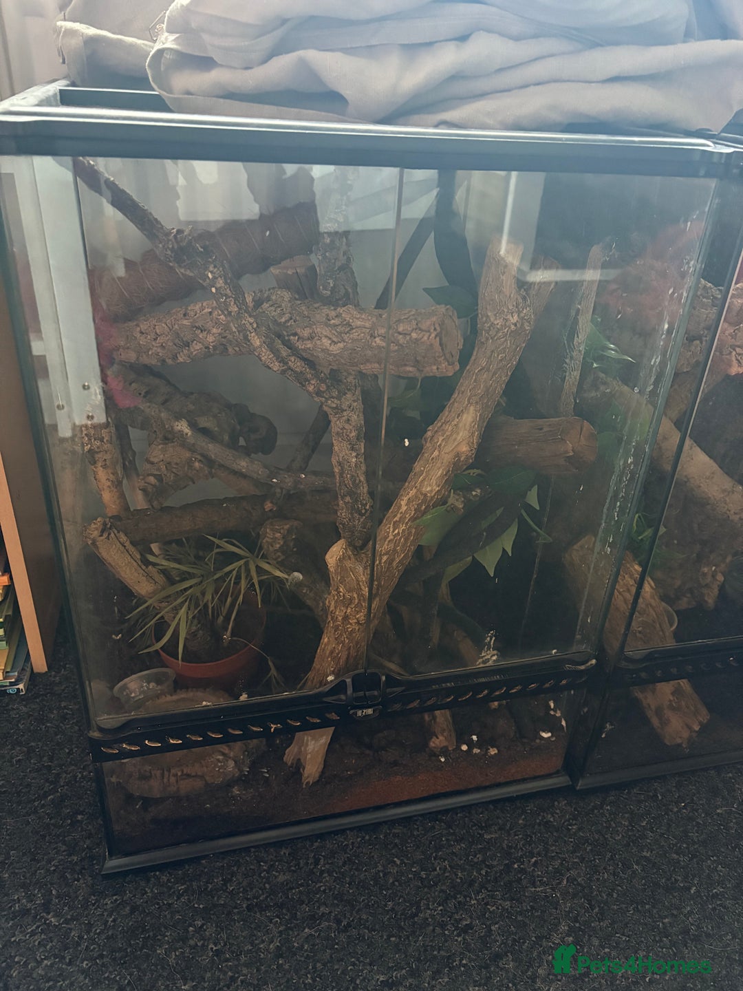 Gecko reptiles for sale: Crested gecko with enclosure  - Advert 7