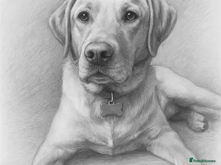 Labrador Retriever dogs Loving boy for Stud - Advert 22