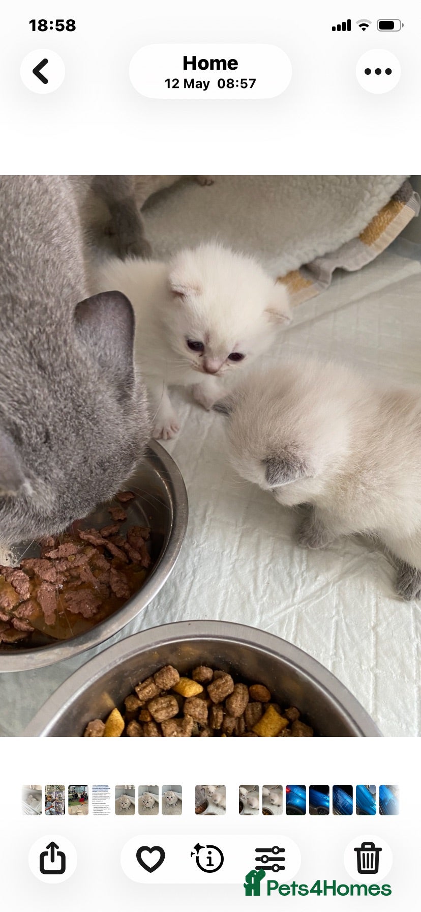 British Shorthair cats Gccf Registered kittens  - Advert 2
