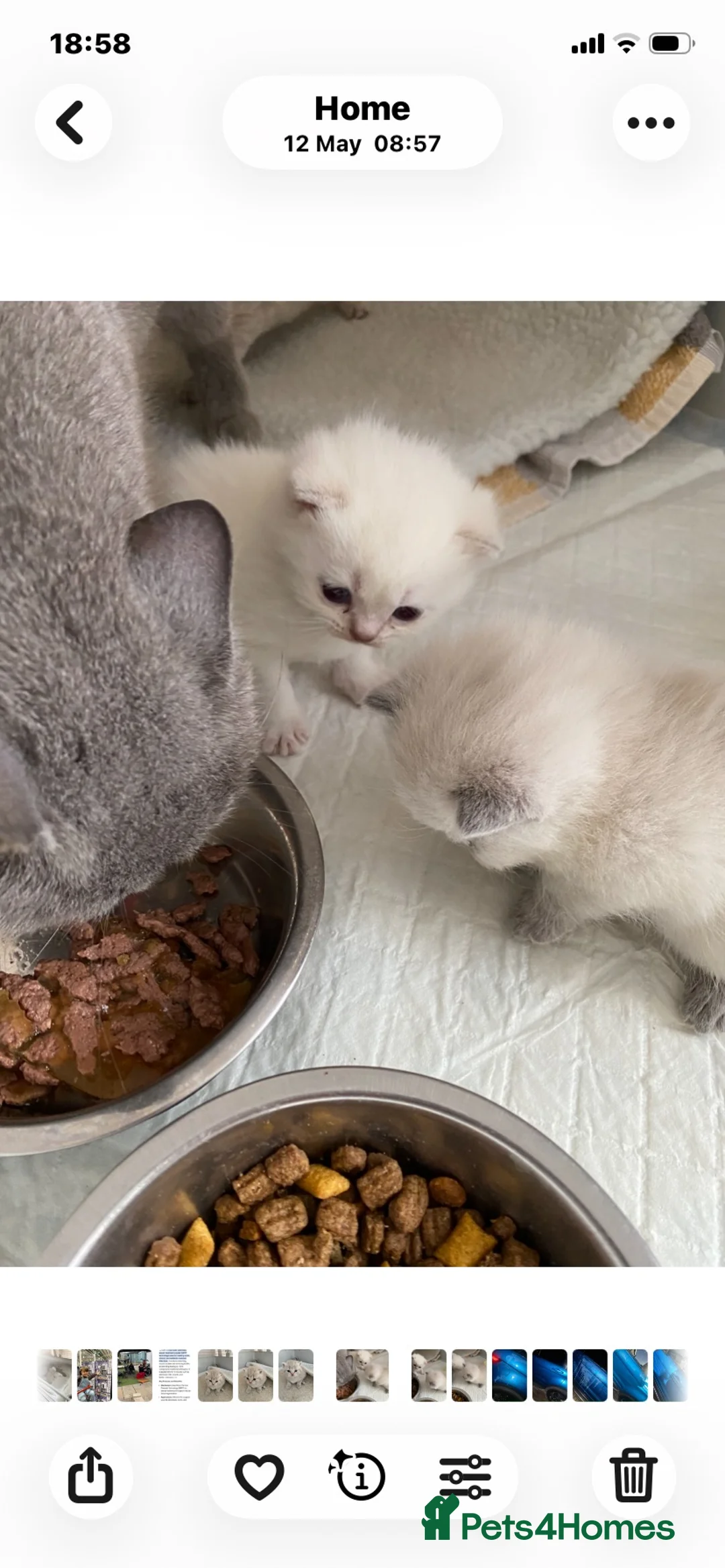 British Shorthair cats for sale: Gccf Registered kittens  - Advert 2