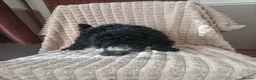 Miniature Poodle dogs for sale: Lovely mini poodles ready to go now  - Advert 28