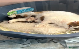 British Shorthair cats for sale: Excellent type Cream & white BSH boy  - Image 9