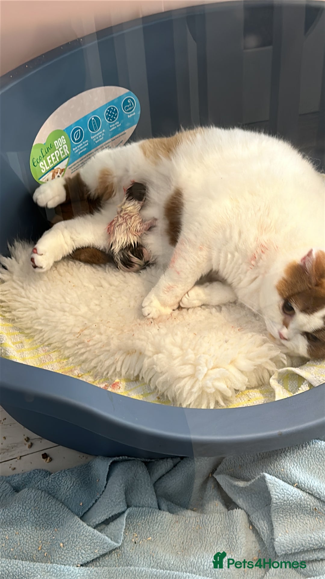 British Shorthair cats for sale: Excellent type Cream & white BSH boy  - Image 9