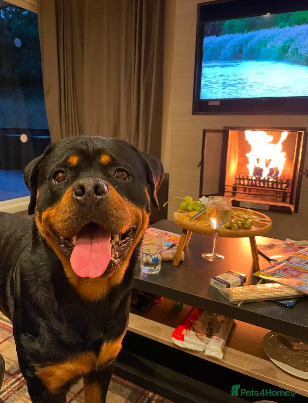 Rottweiler dogs for stud: 22 champions kc Rottweiler stud  in Romford - Advert 5