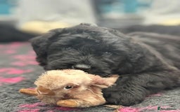 Russian Black Terrier dogs for sale: russian black terrier puppies , top bloodlines  - Image 2