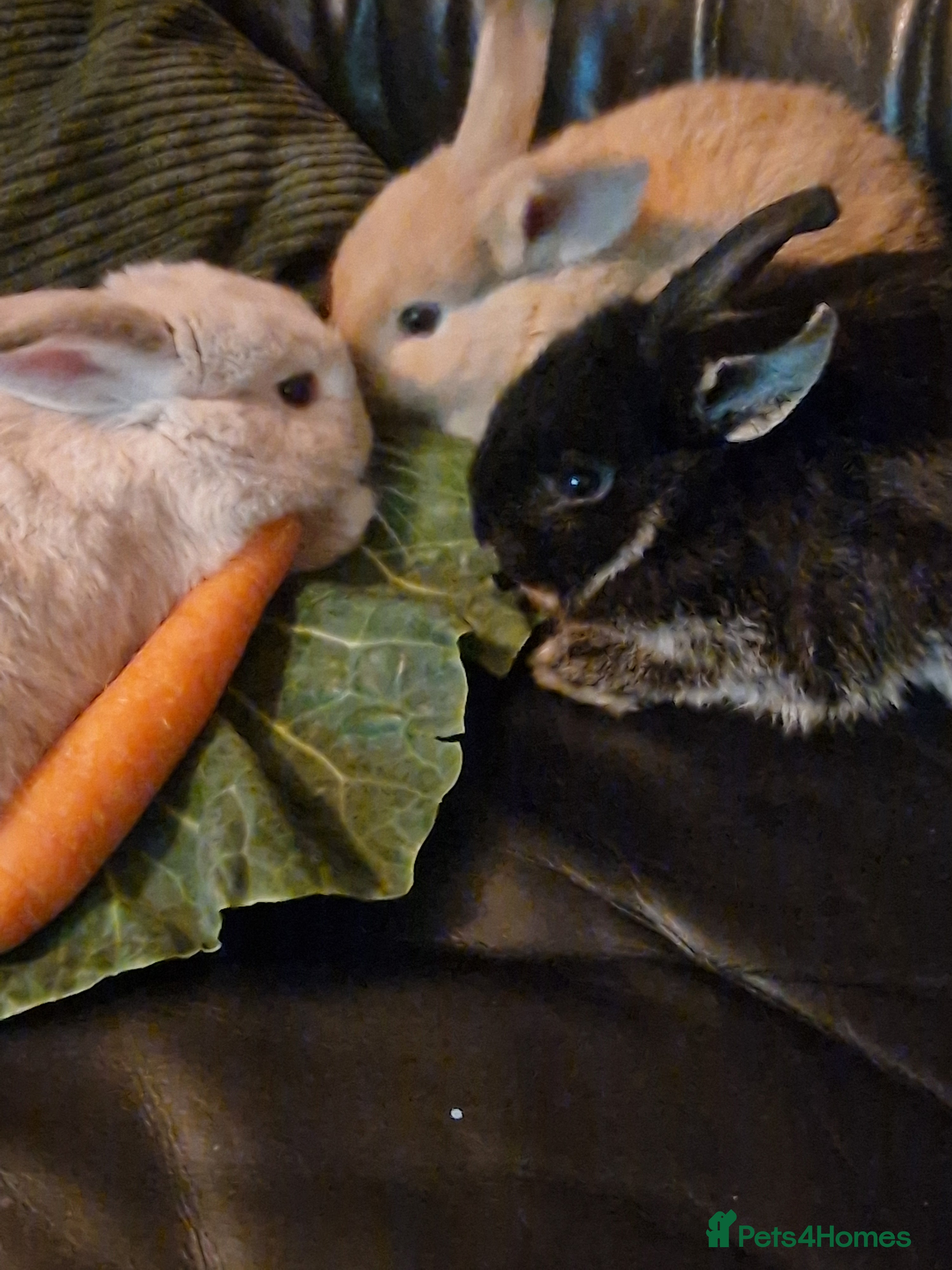 Mixed Breed rabbits Baby double lionhead/ lopear rabbits  - Advert 5