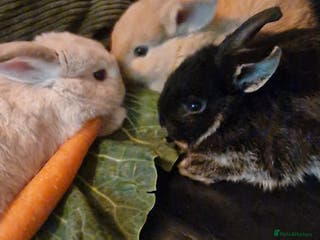 Mixed Breed rabbits Baby double lionhead/ lopear rabbits - Advert 2