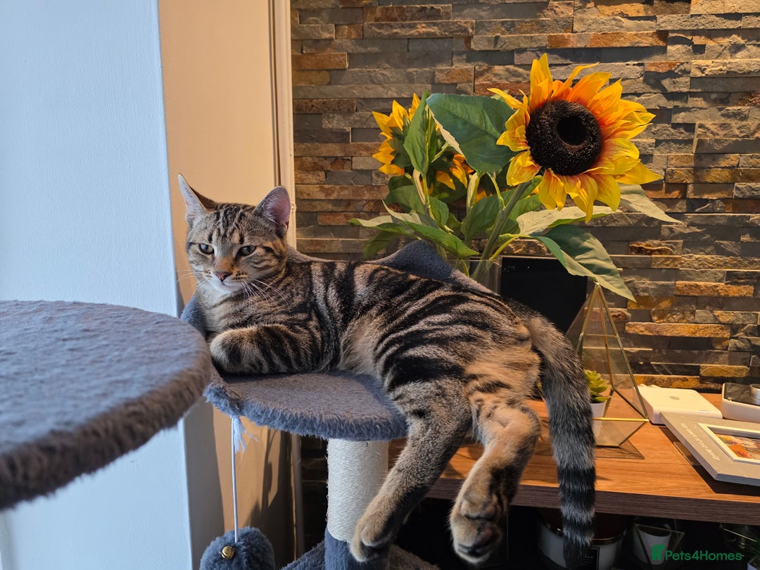 British Shorthair cats for sale: 4 month kitten vacinated and microchipped  - Image 1