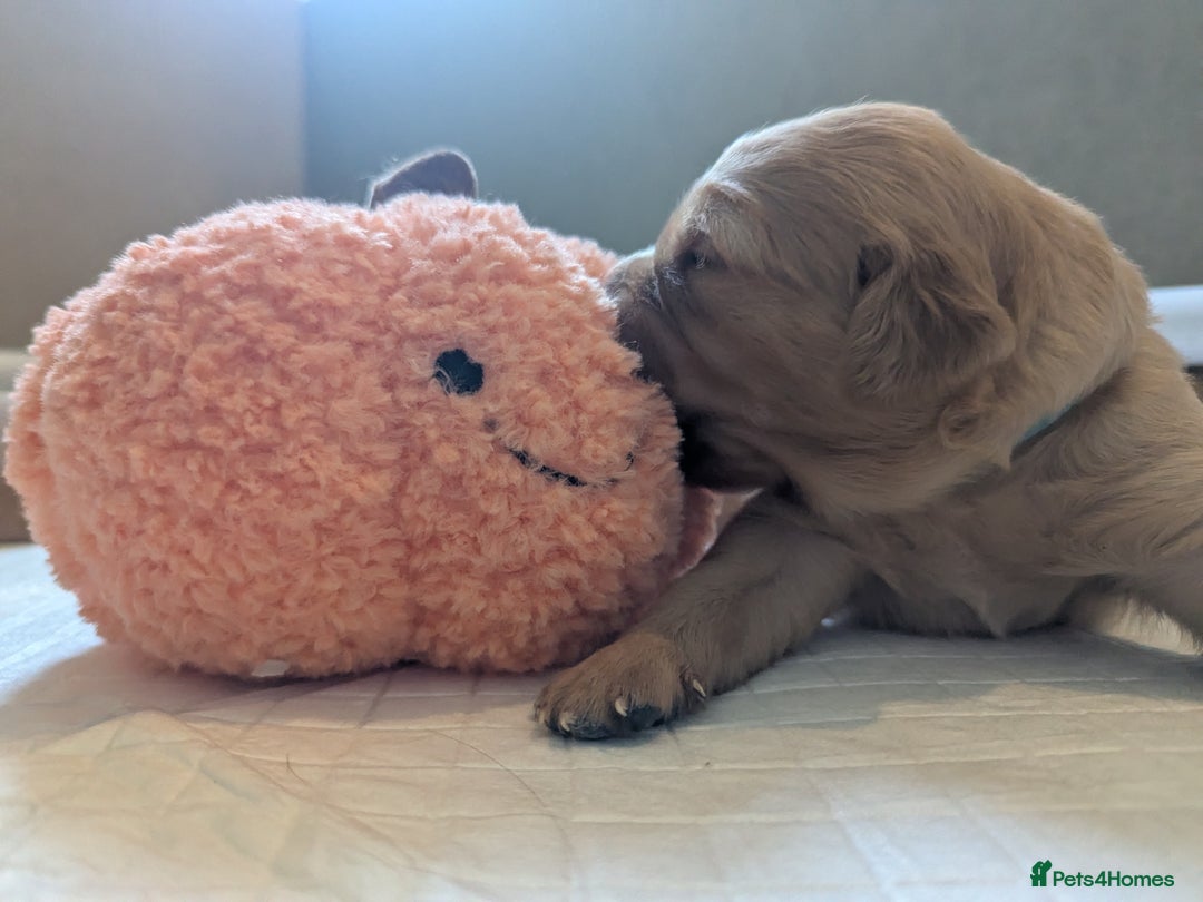 Golden Retriever dogs for sale: KC Registered Golden Retriever Puppies  - Image 18