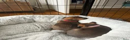 Border Terrier dogs for sale: 2 x Bitches  in Antrim - Advert 5