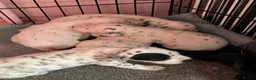 Dalmatian dogs for sale: Stunning Litter of Dalmations - Advert 6