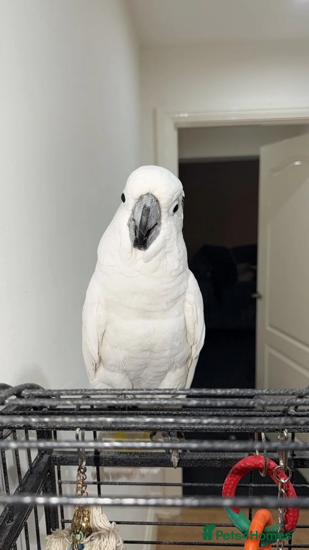 Cockatoo birds for sale: 18 month old male cockatoo  in Stockton-on-Tees - Advert 1