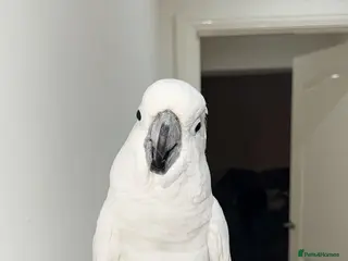 Cockatoo birds 18 month old male cockatoo - Advert 3