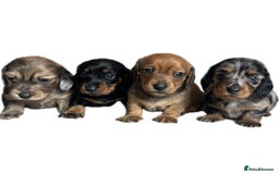 Miniature Dachshund dogs for sale: Beautiful miniature dachshunds L/H+S/H - Image 7