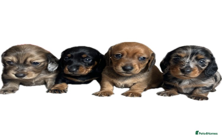 Miniature Dachshund dogs - Advert 6