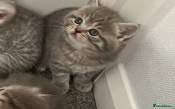 Scottish Fold cats for sale: Scottish fold and Scottish straight kitten - Advert 15