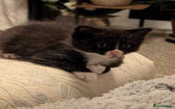 Mixed Breed cats for sale: 4 beautiful kittens for sale  - Image 23