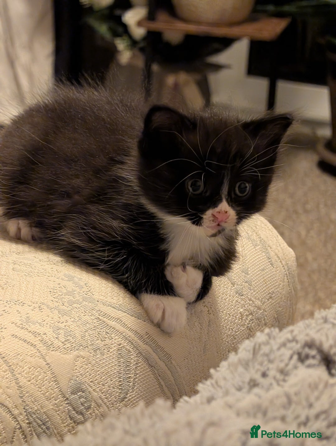 Mixed Breed cats for sale: 4 beautiful kittens for sale  - Image 23