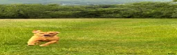 Labrador Retriever dogs for stud: No upfront payment to KC Registered bitches - Advert 3