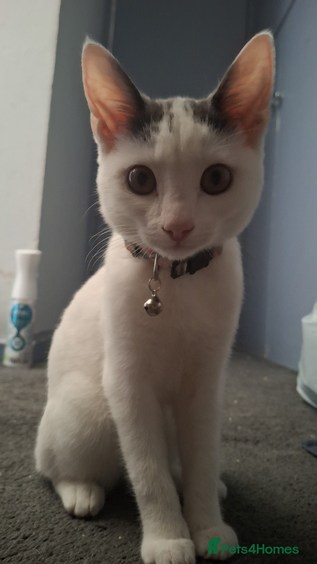 Mixed Breed cats Grey and white female kitten - Advert 2