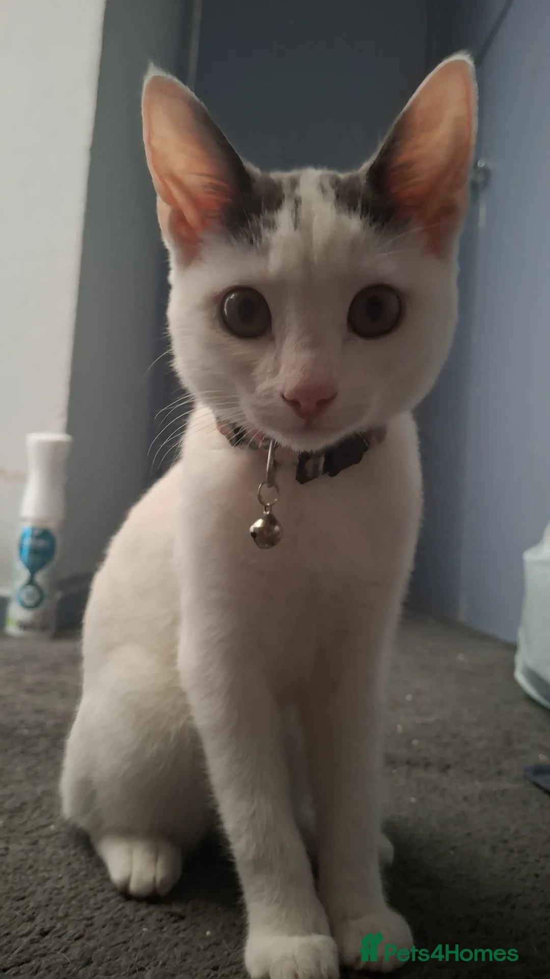 Mixed Breed cats for sale: Grey and white female kitten in London - Advert 1