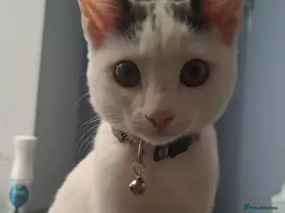 Mixed Breed cats Grey and white female kitten - Advert 2