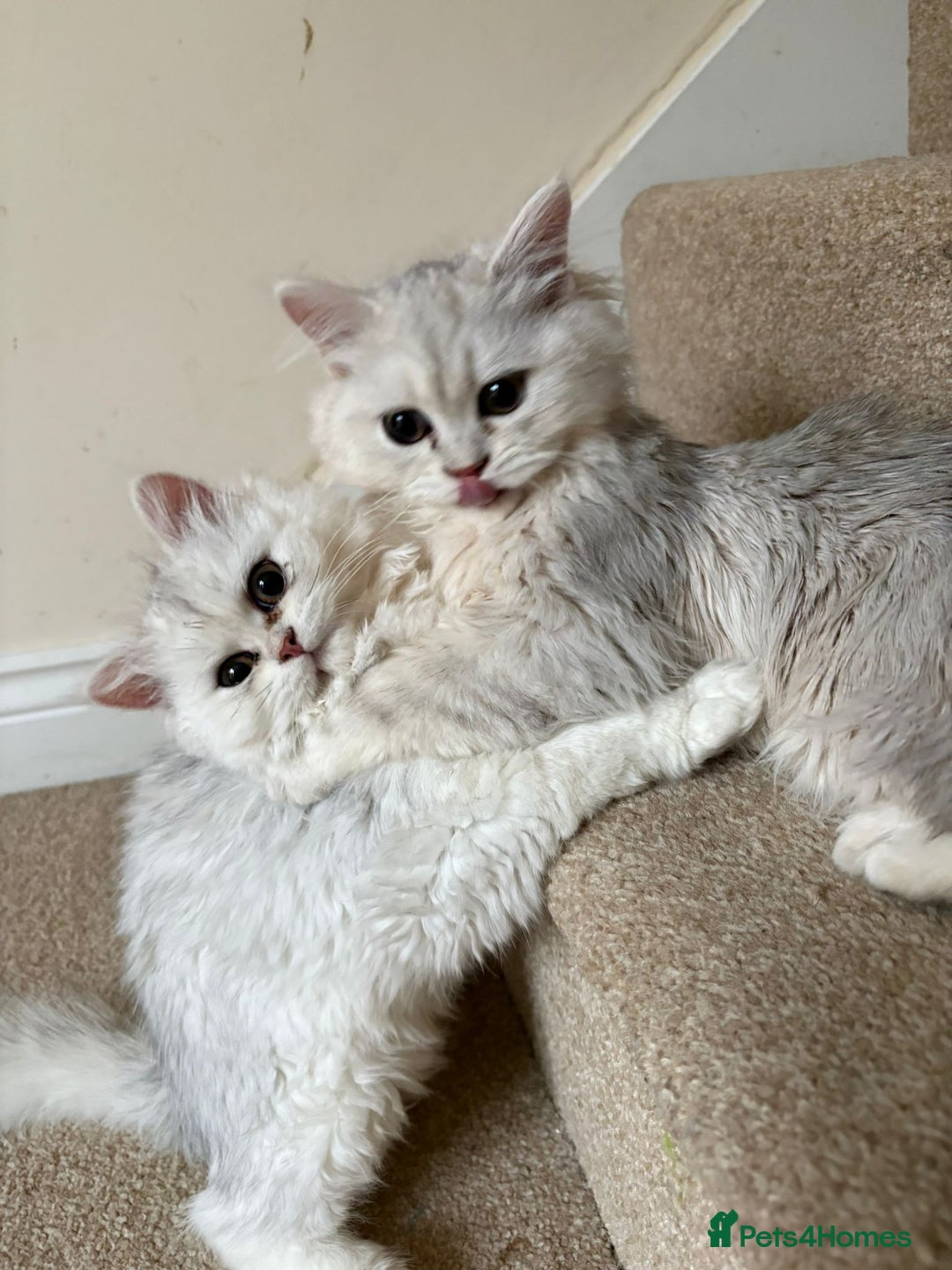 Persian cats for sale: Two stunning Chinchilla Persian Kittens - Advert 1