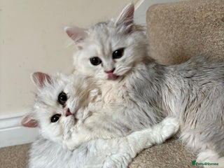 Persian cats Two stunning Chinchilla Persian Kittens - Advert 2