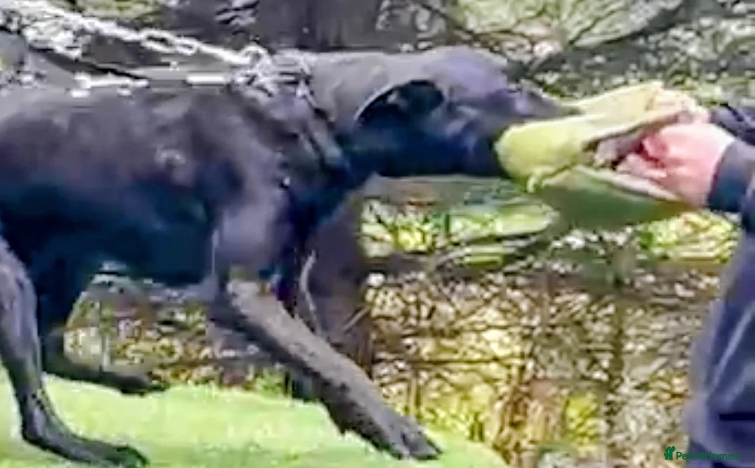 Belgian Shepherd Dog dogs for sale: Pure FCI Dutch Shepherd import  - Advert 2