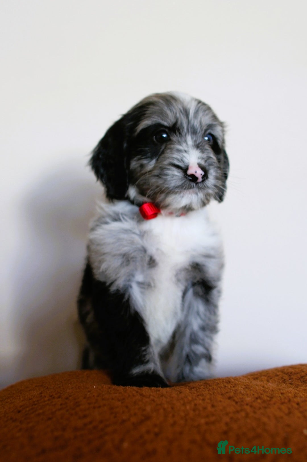 Cockapoo dogs for sale: F1 Merle cockapoos  - Image 2