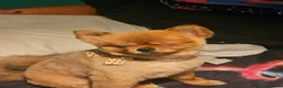 Pomeranian dogs for stud: PROVEN orange sable pom  - Advert 2