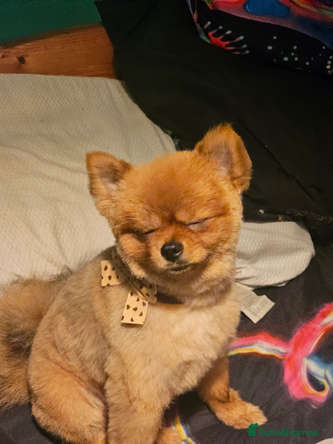 Pomeranian dogs for stud: PROVEN orange sable pom  - Advert 2