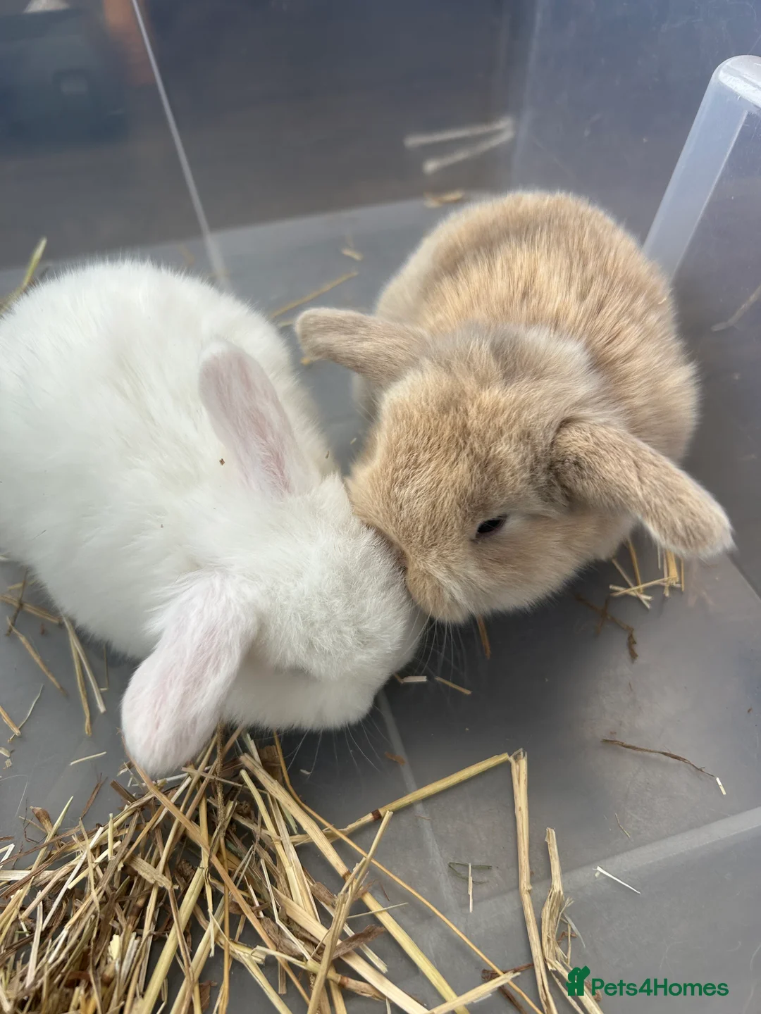 Mini Lop rabbits for sale: Mini Lop Babies - Advert 1
