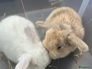 Mini Lop rabbits Mini Lop Babies - Advert 2