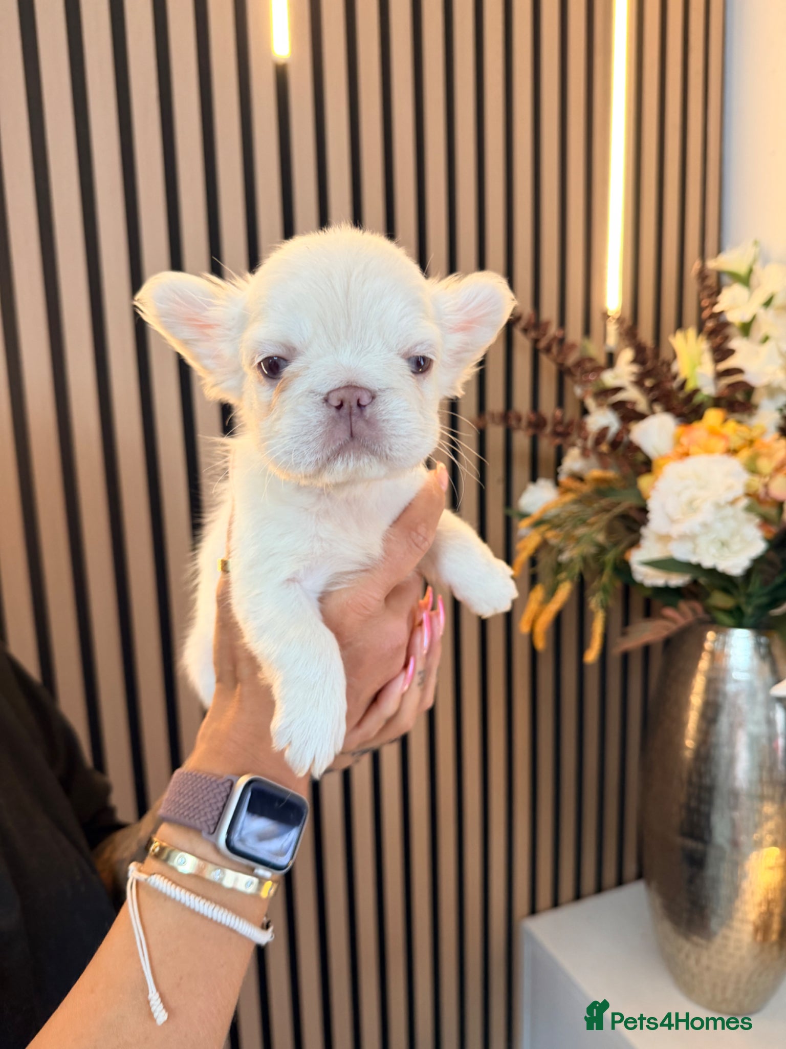 French Bulldog dogs  ** , EA husky, Full Fluffy, Pink, Isabella,  - Advert 10