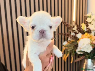 French Bulldog dogs ** , EA husky, Full Fluffy, Pink, Isabella, - Advert 10