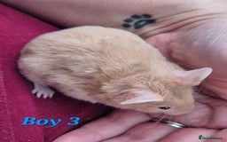 Hamster rodents for sale: Hamsters available - Image 4
