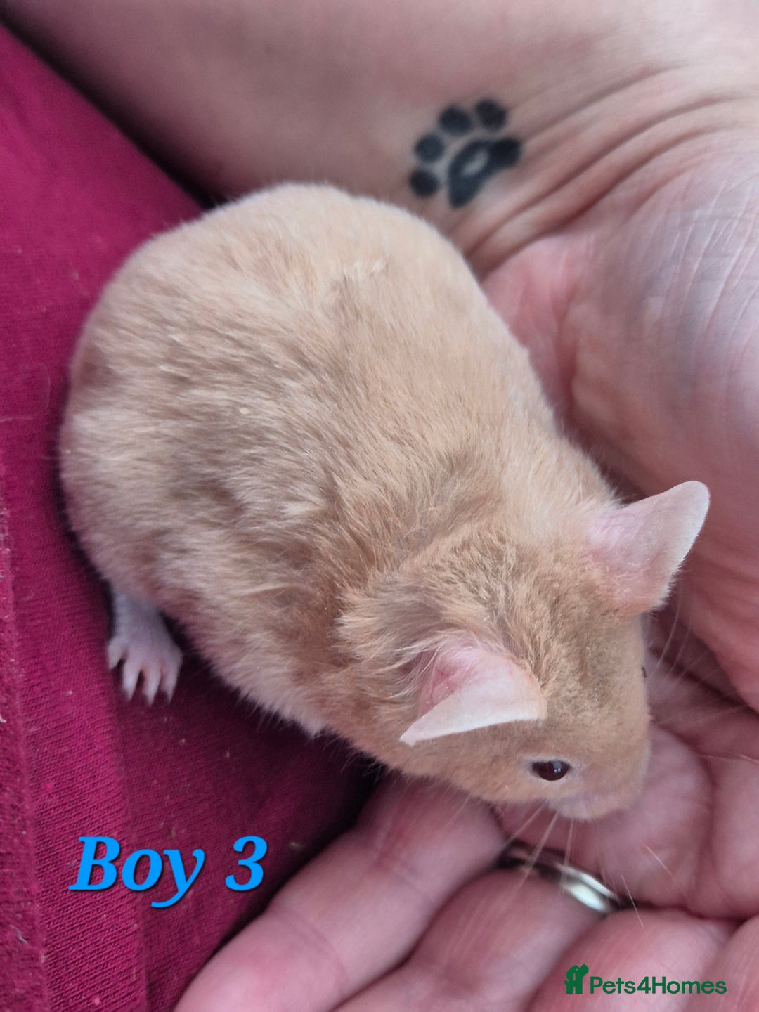 Hamster rodents for sale: Hamsters available - Image 4