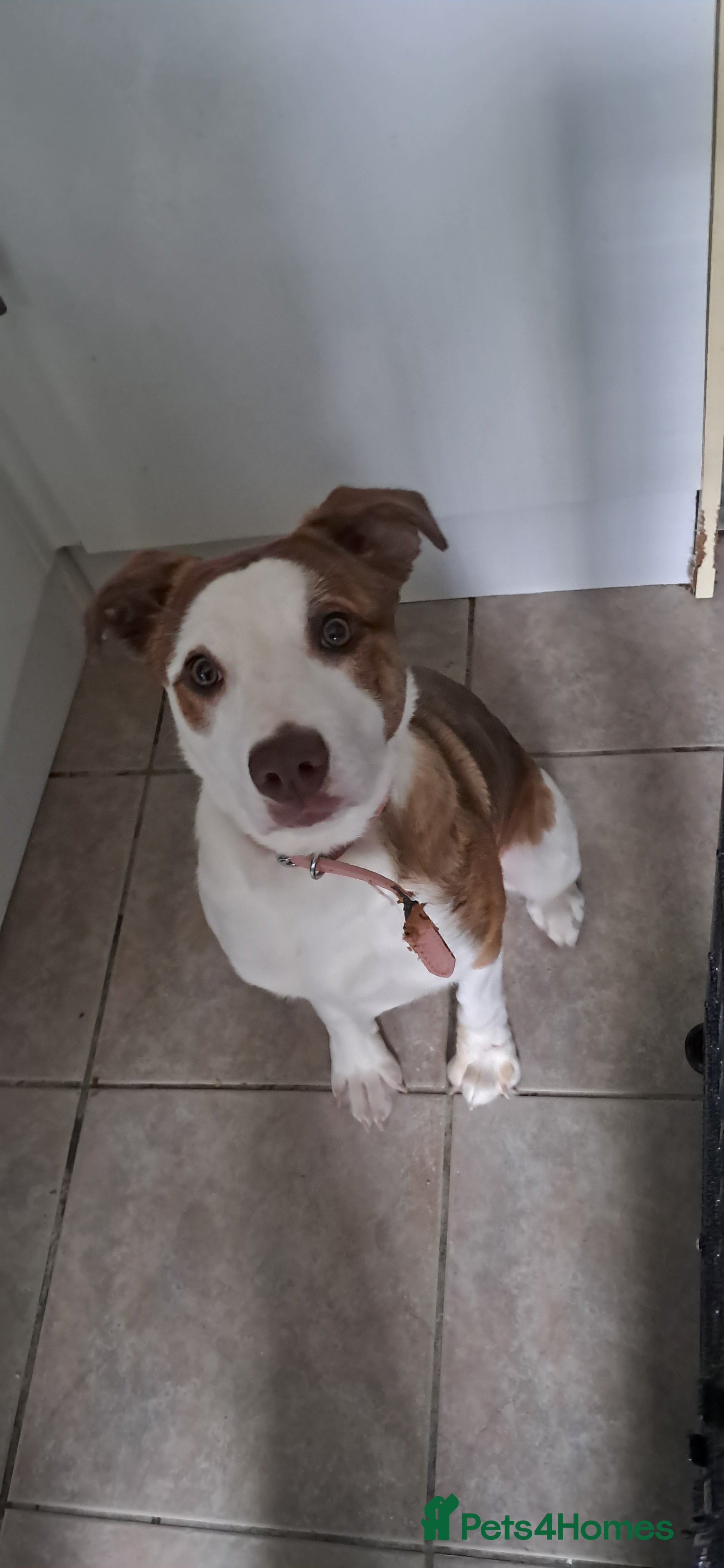 Mixed Breed dogs 6 month old Collie cross staff  - Advert 1