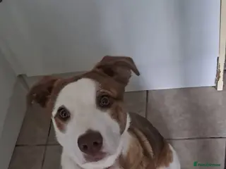 Mixed Breed dogs 6 month old Collie cross staff - Advert 1