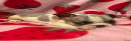 French Bulldog dogs for sale: KC French Bulldog puppies  - Advert 2