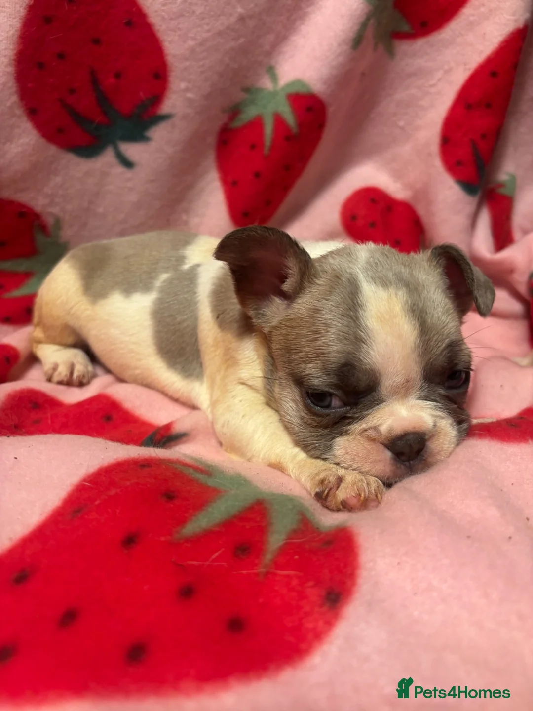 French Bulldog dogs for sale: KC French Bulldog puppies  - Advert 2