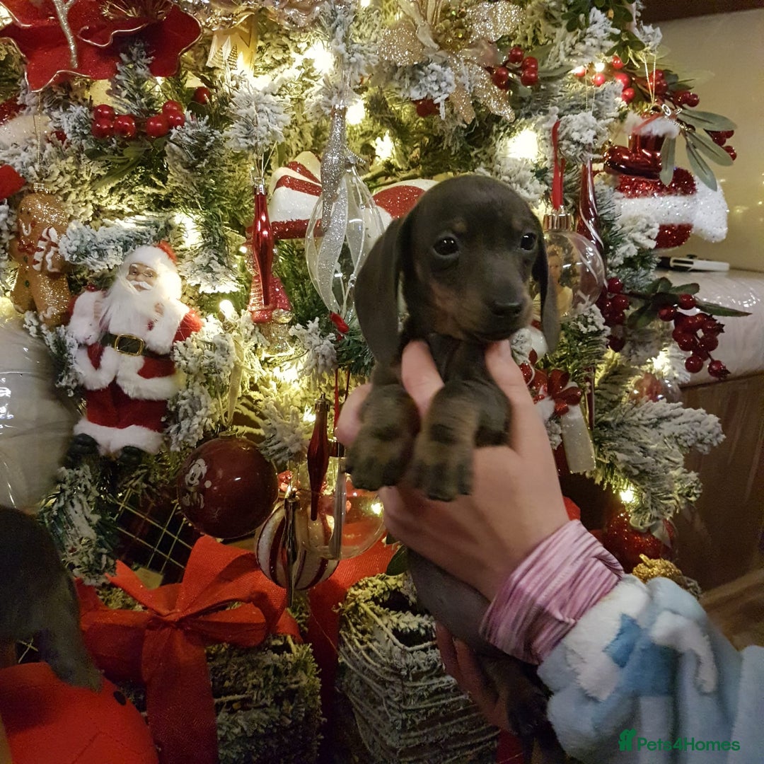 Dachshund dogs for sale: Miniature dashound - Advert 6