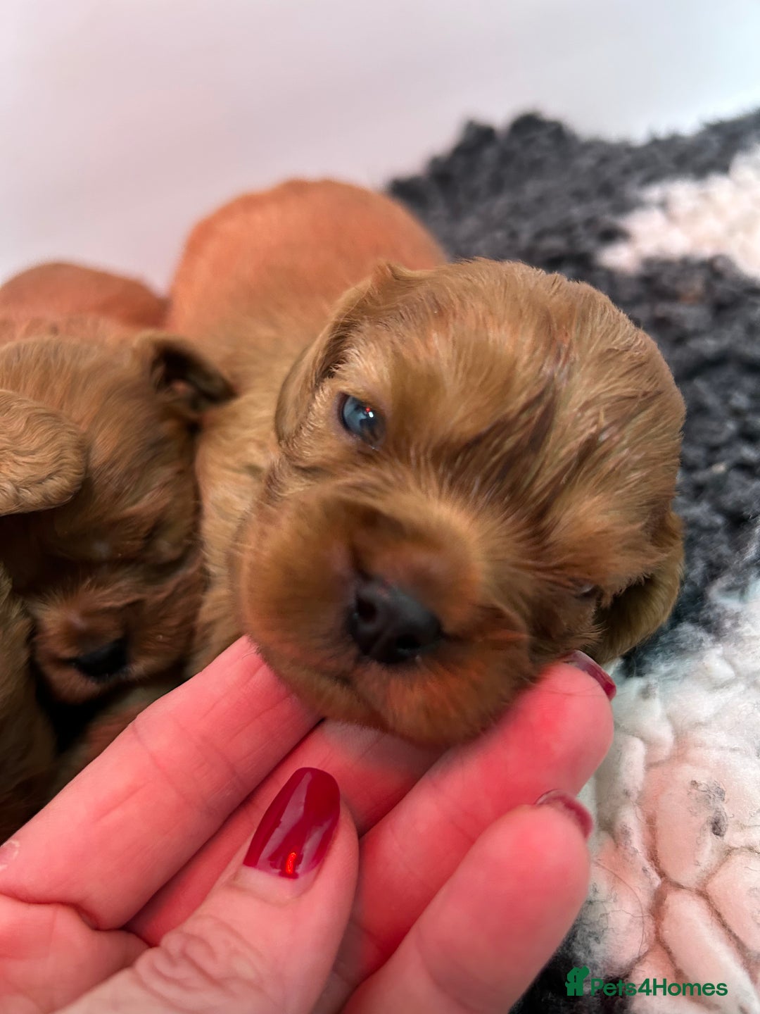 Cavalier King Charles Spaniel dogs for sale: Ruby cavalier King Charles 5*breeder - Advert 3