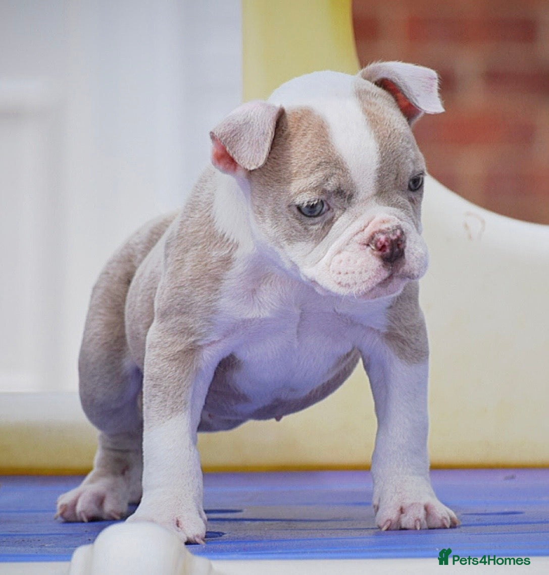 Old Tyme Bulldog dogs 23 YEARS, EXPERIENCE, 5 STAR RATED, LICENSED - Advert 8