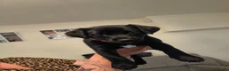 Mixed Breed dogs for sale: Patterdale terrier puppies  - Advert 12
